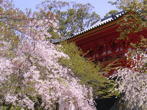 Spring Kyoto